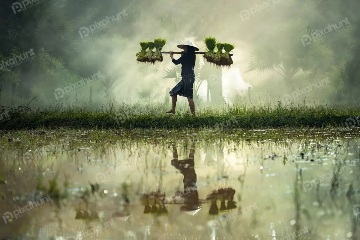 Free Premium Stock Photos Man walking through a flooded rice field and wearing a traditional Vietnamese conical hat and is carrying a large bundle of rice seedlings on her shoulders.