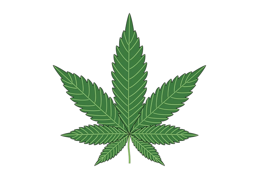 Free Premium PNG Marijuana leaf on isolated png