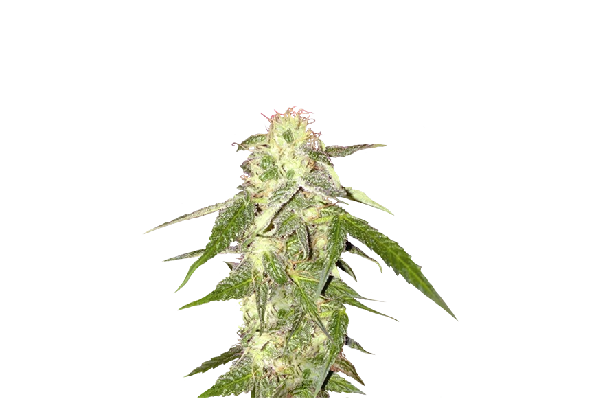 Free Premium PNG marijuana plant leaves with vibrant green colors