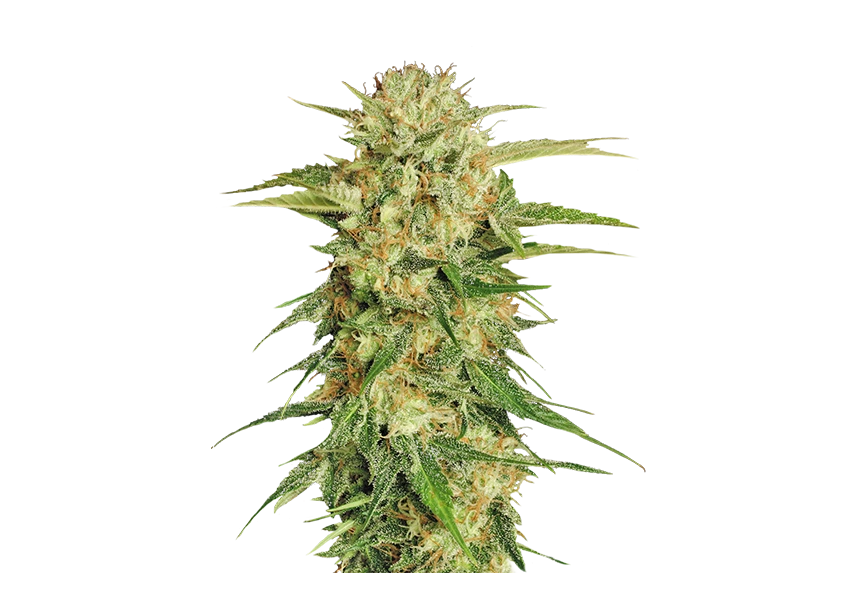 Free Premium PNG Marijuana trees leaves Isolated png