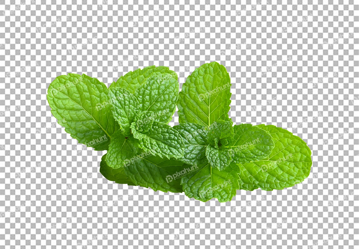 Free Premium PNG Mint Leaves Isolated on White Background