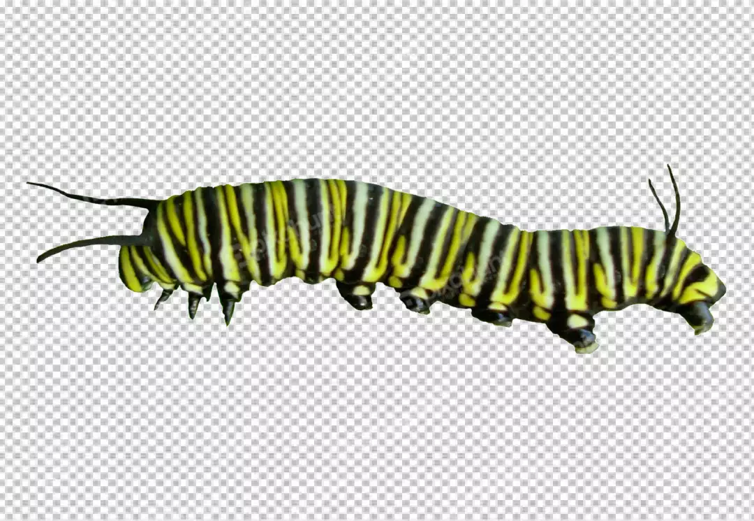 Free Premium PNG Monarch caterpillar is a beautiful creature and bright yellow body with black stripes and white spots