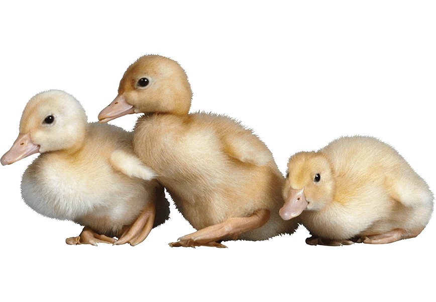 Free Premium PNG Newborn 3 little cute ducklings