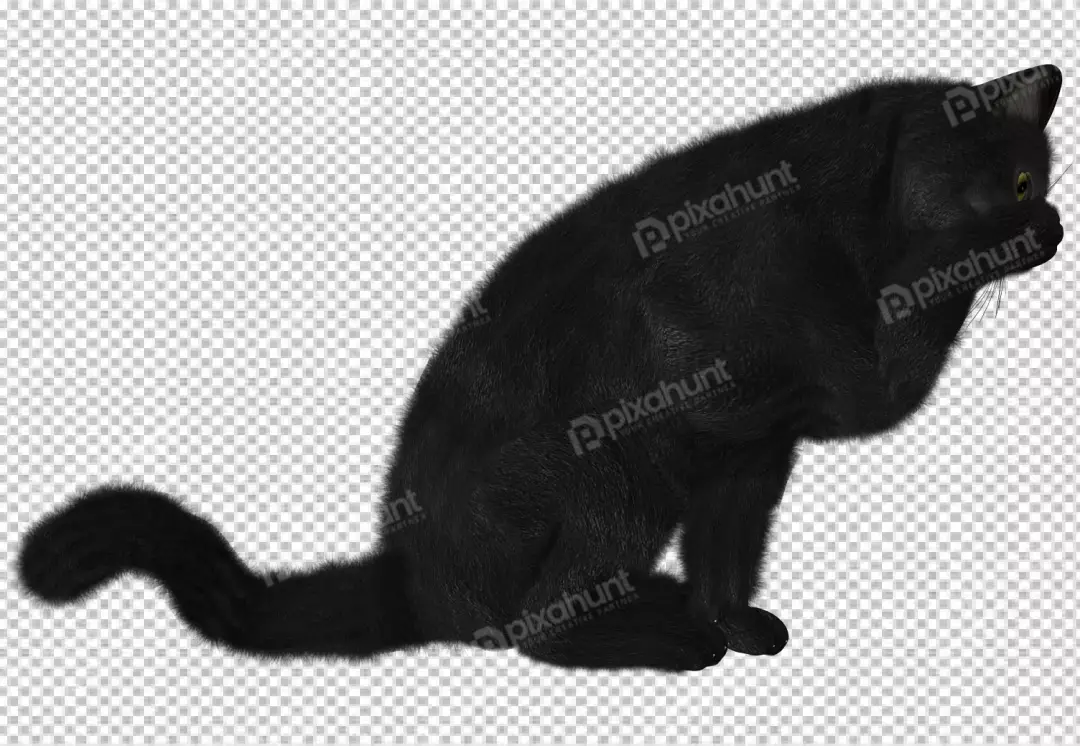 Free Premium PNG Norwegian Forest cat in front of transparent background
