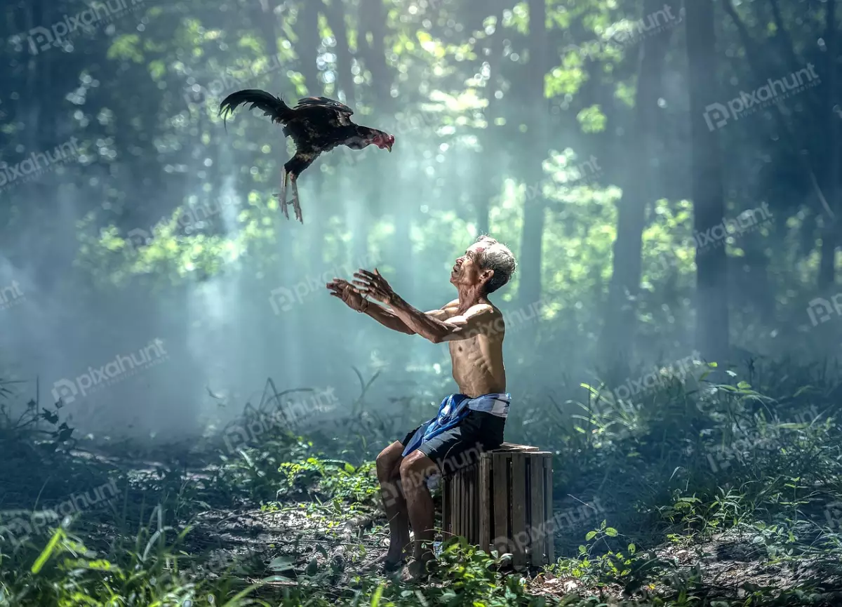 Free Premium Stock Photos Old man in a loincloth sitting on a wooden crate in the middle of a forest and looking up at a rooster that is flying in the air in front of him