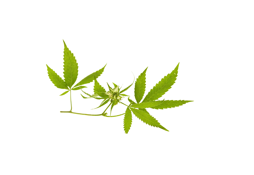 Free Premium PNG ollection of botanical cannabis leaves and seeds transparent background isolate 