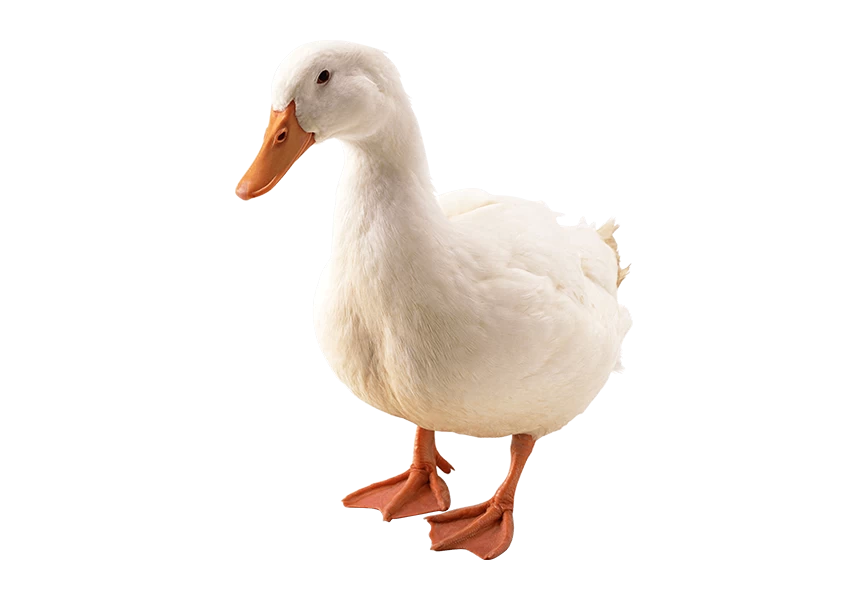 Free Premium PNG One white duck isolated on transparent background