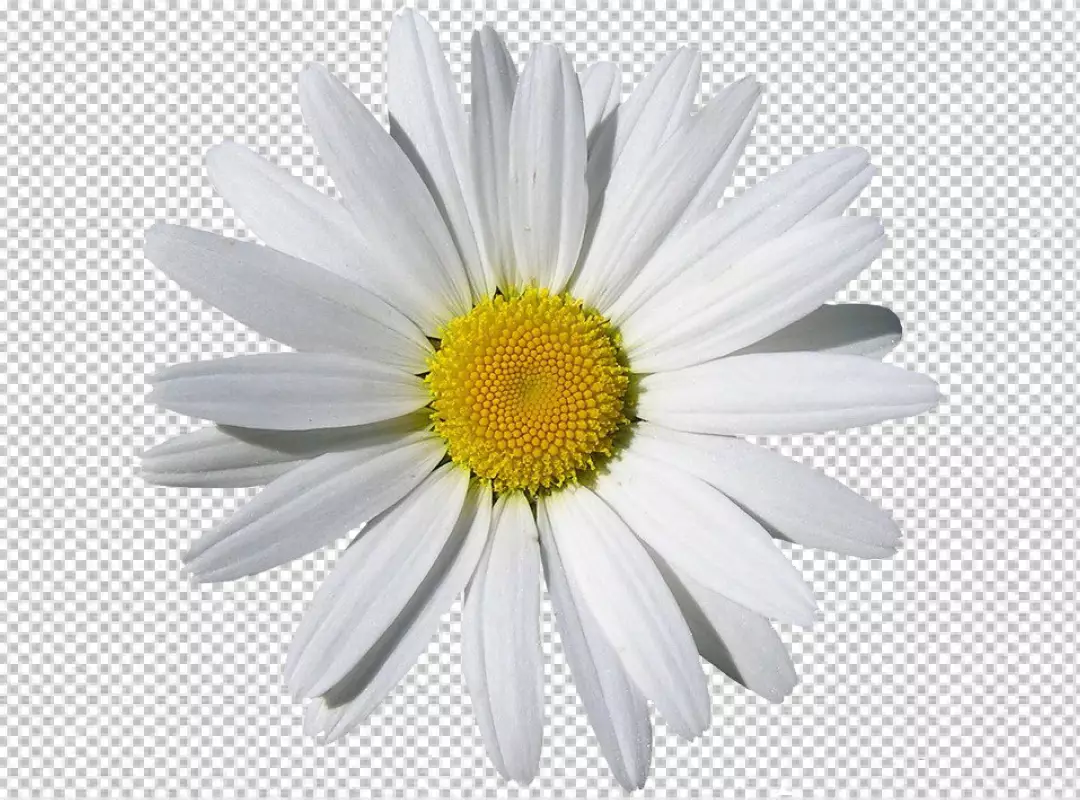 Free Premium PNG Oxeye flower isolated on transparent background