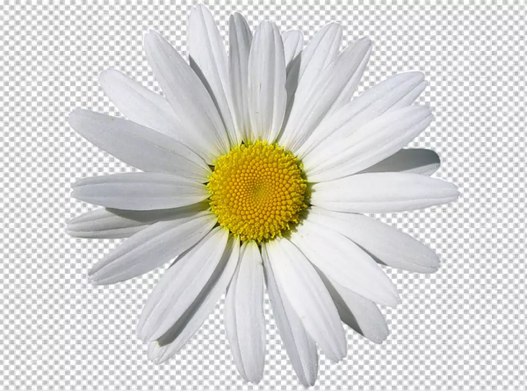 Free Premium PNG Oxeye flower isolated on transparent background PNG