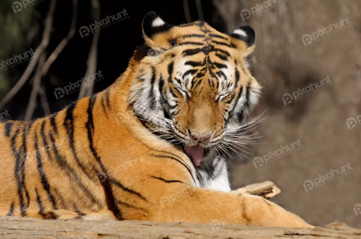Free Premium Stock Photos Panthera tigris, the largest feline species | Tiger Close short