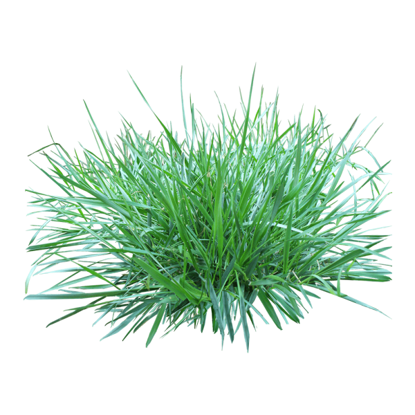 Free Premium PNG Patch Of Grass