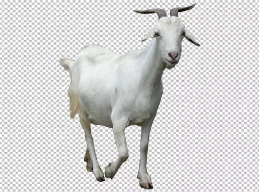 Free Premium PNG Photorealistic flock of goats in nature