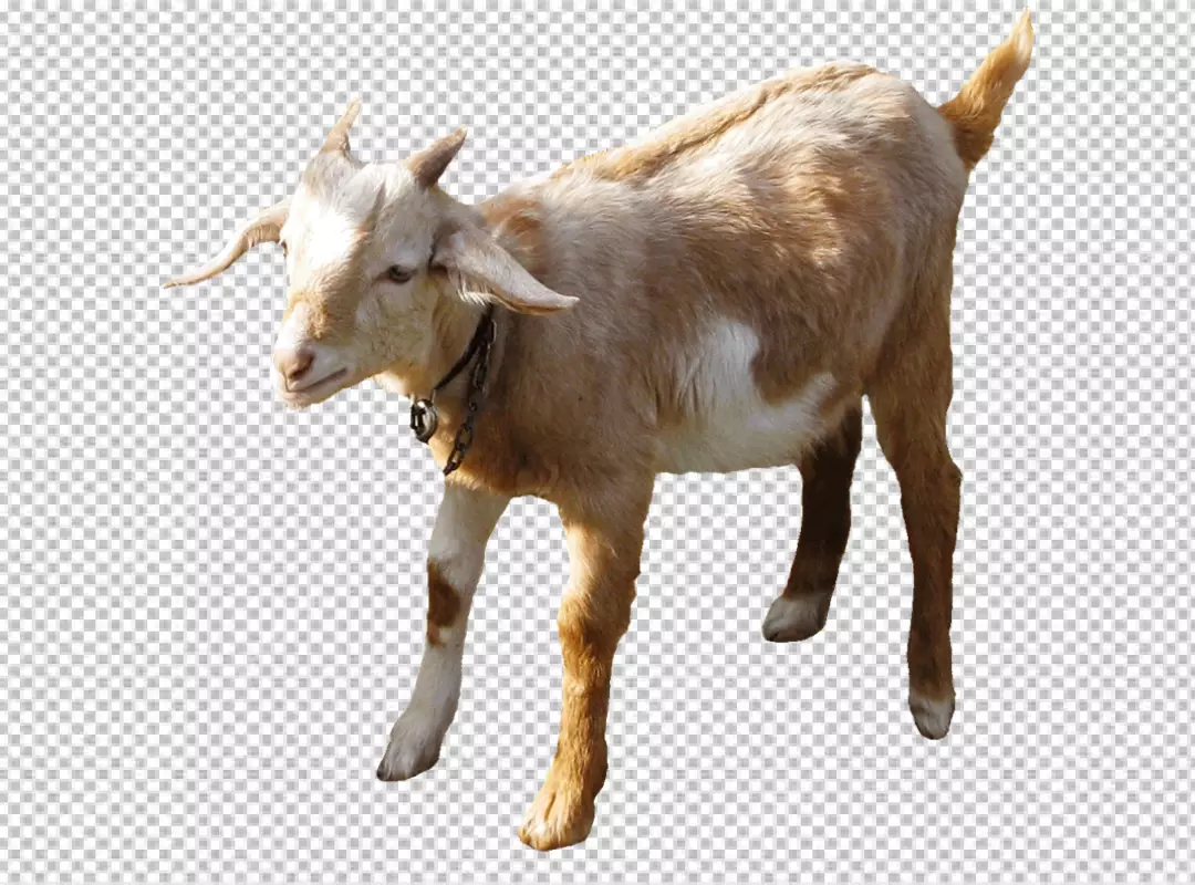 Free Premium PNG Photorealistic goat in nature png