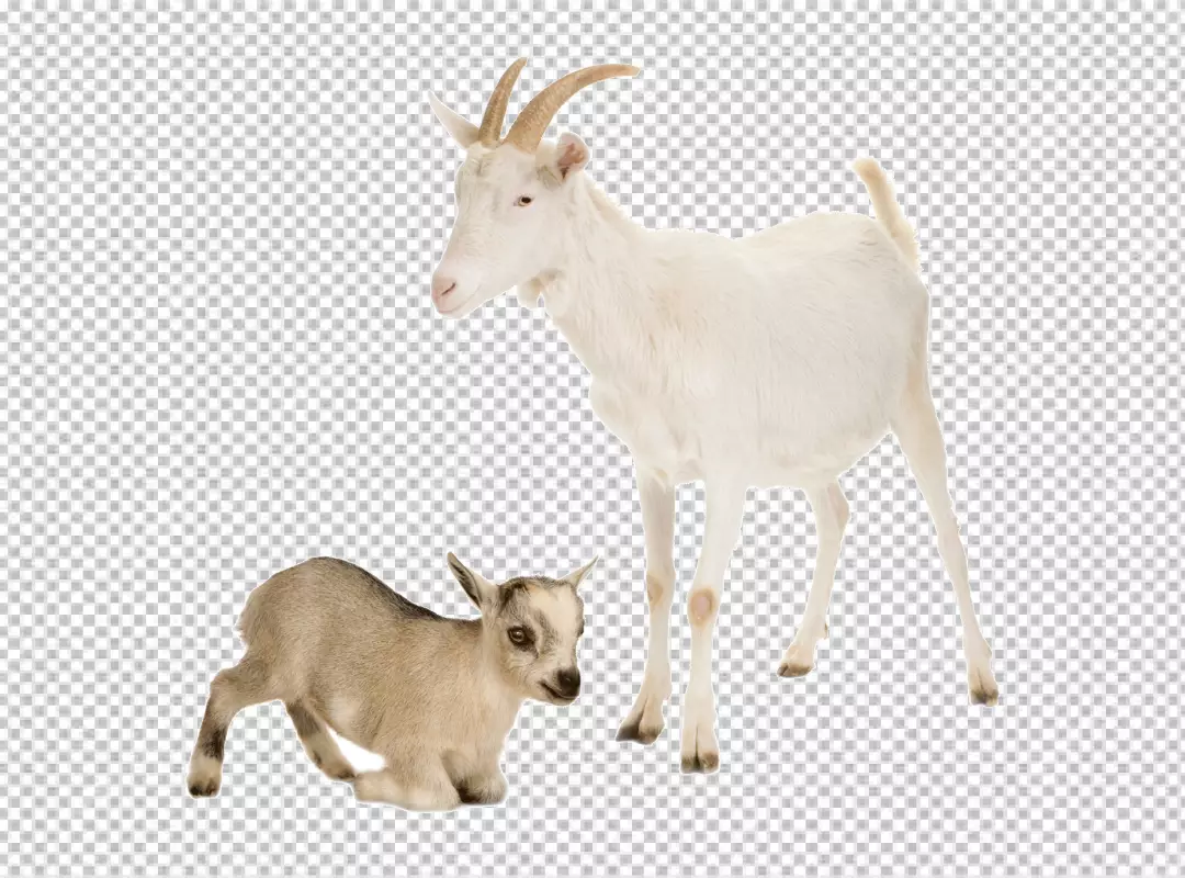 Free Premium PNG Photorealistic goat in nature transparent background 