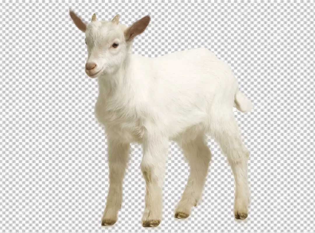 Free Premium PNG Photorealistic goat in  png