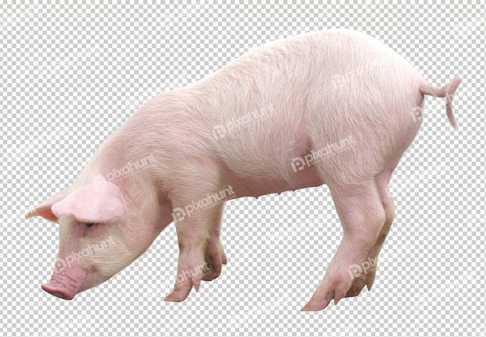 Free Premium PNG Pig Eating Something | pig grazing in the field Png