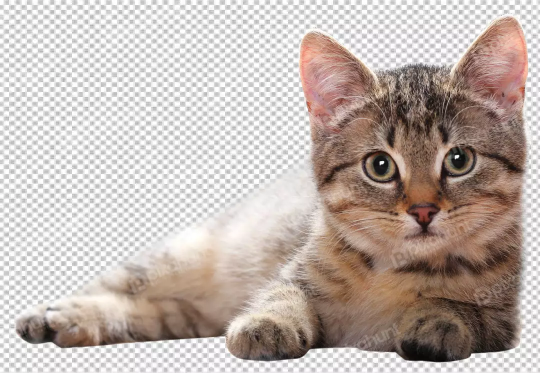Free Premium PNG Portrait of a Black cat kitten, isolated on transparent background 