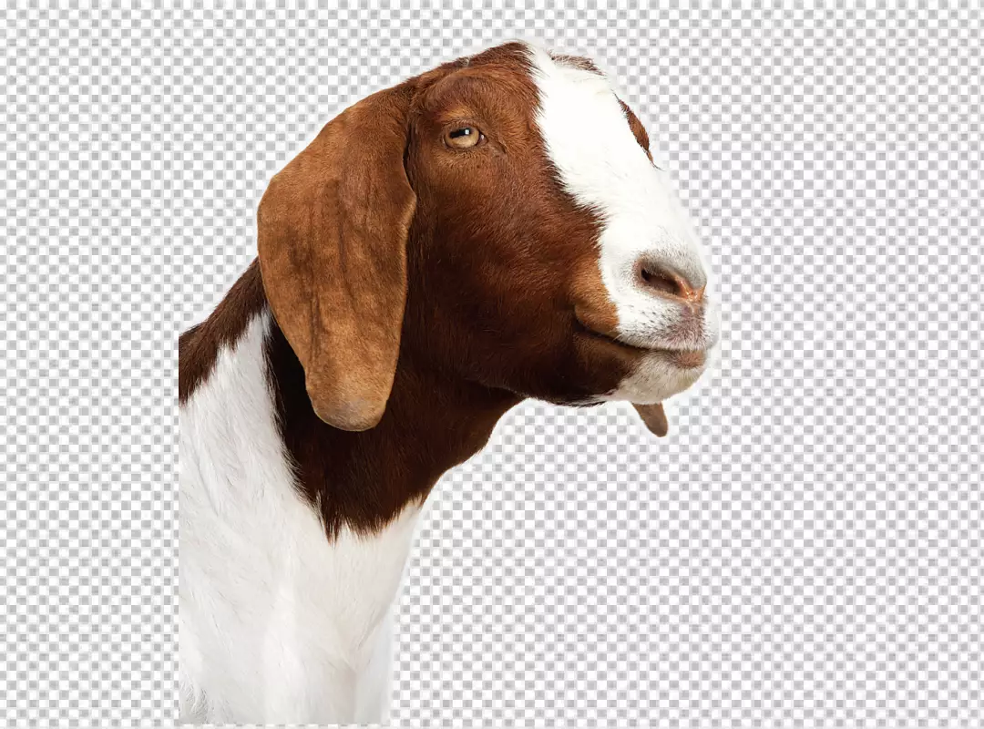 Free Premium PNG Portrait of a goat in the transparent background 