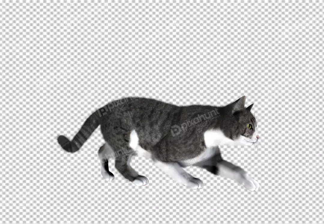 Free Premium PNG Portrait of cat against png background