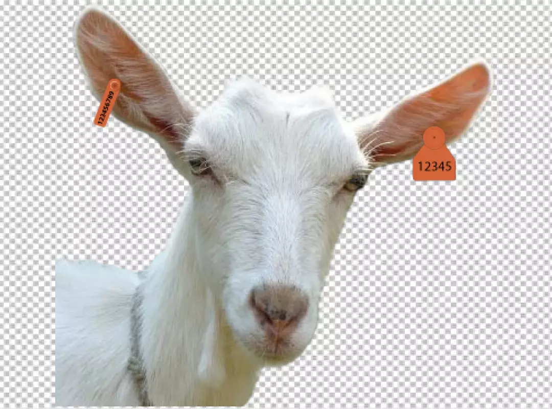 Free Premium PNG Portrait of domestic goat on farm, wooden surface transparent background 