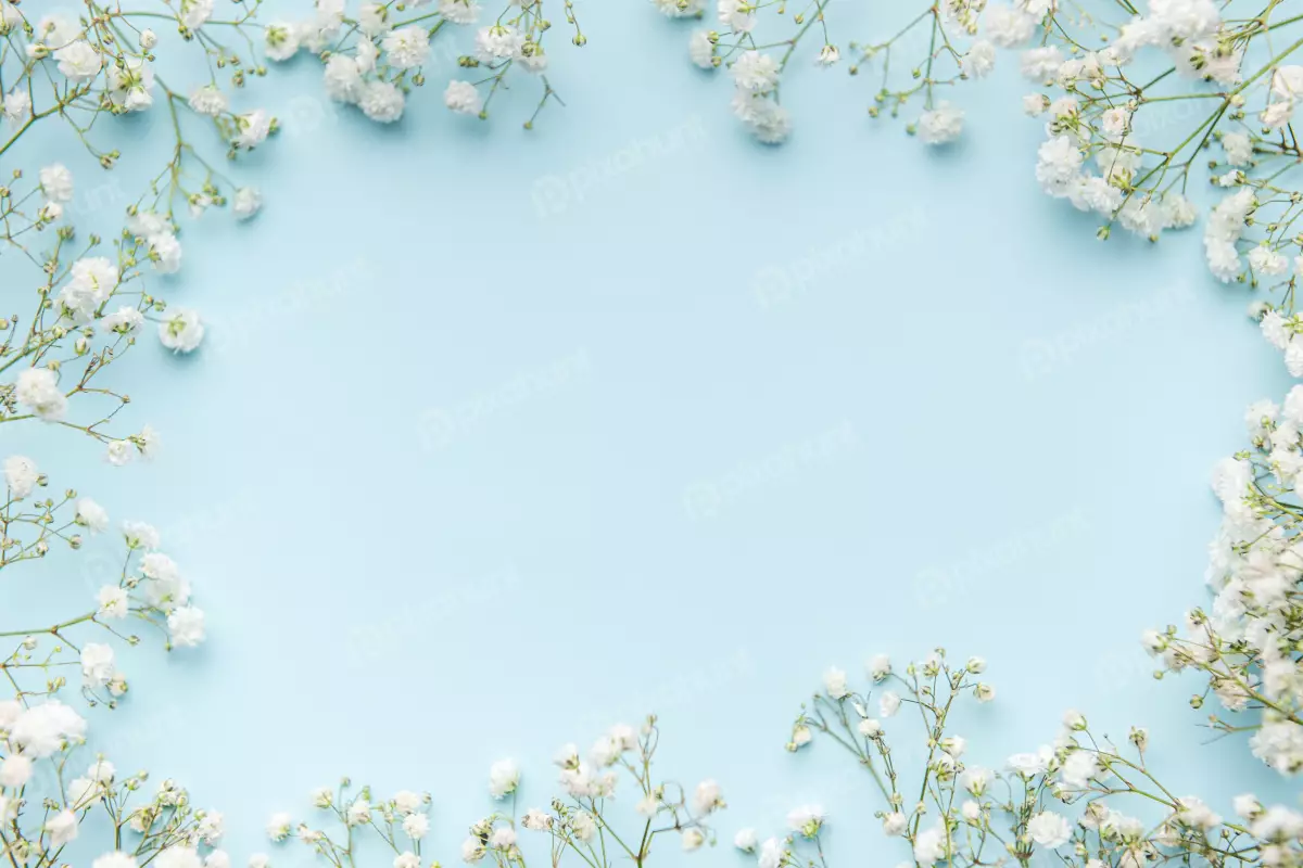 Free Premium Stock Photos Pro Photographer Flowers known as gypsophila or baby is breath, both white in colour, set against a blue background. Pro Photographer