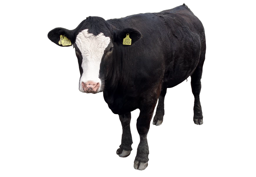 Free Premium PNG Profile of Holstein cow stock photo