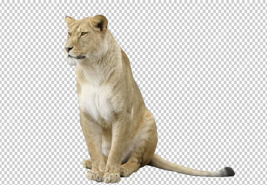 Free Premium PNG Real Lion isolated without transparent