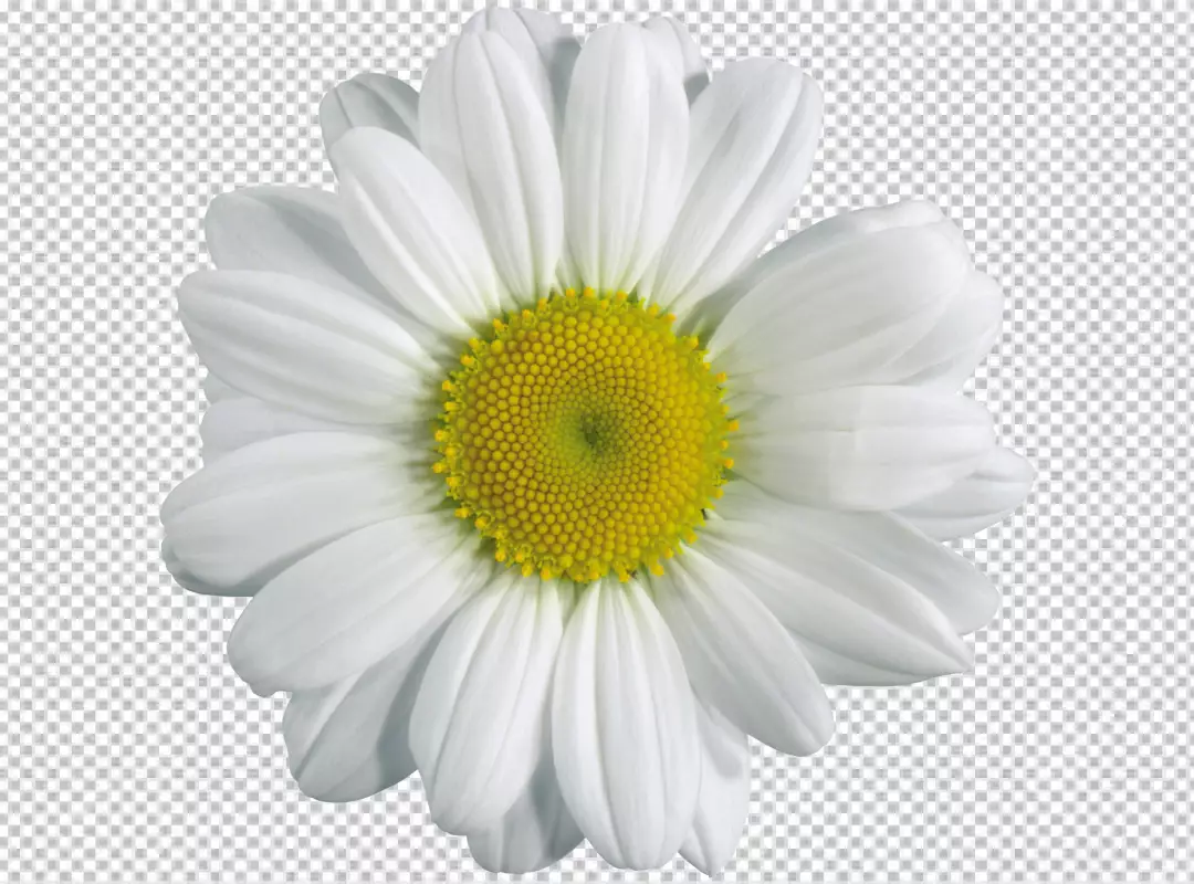 Free Premium PNG Realistic spring chamomile, daisy flowers