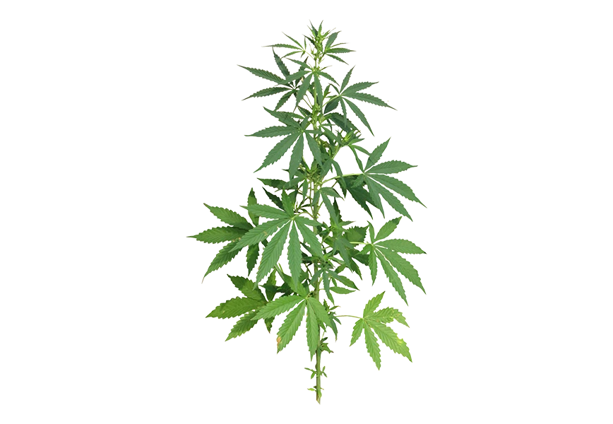 Free Premium PNG resh and vibrant green marijuana leaves  transparent background