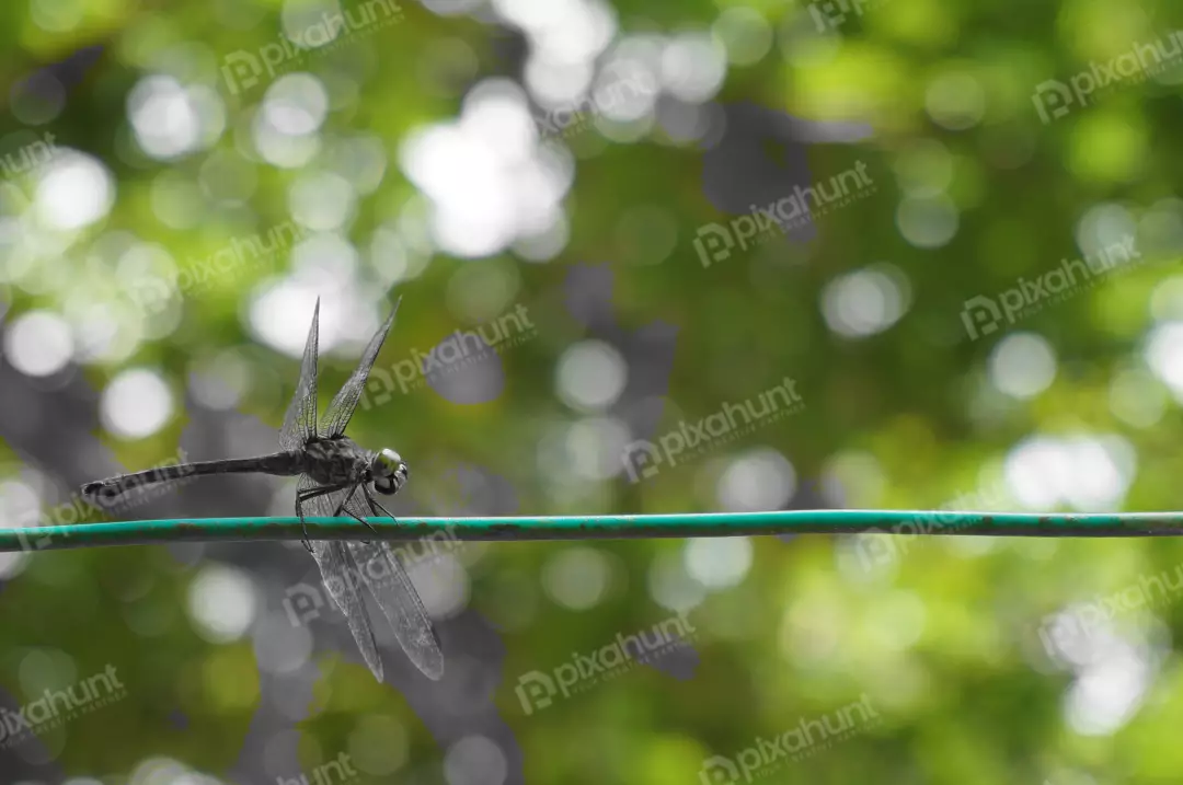 Free Premium Stock Photos Resting dragon fly in a rop