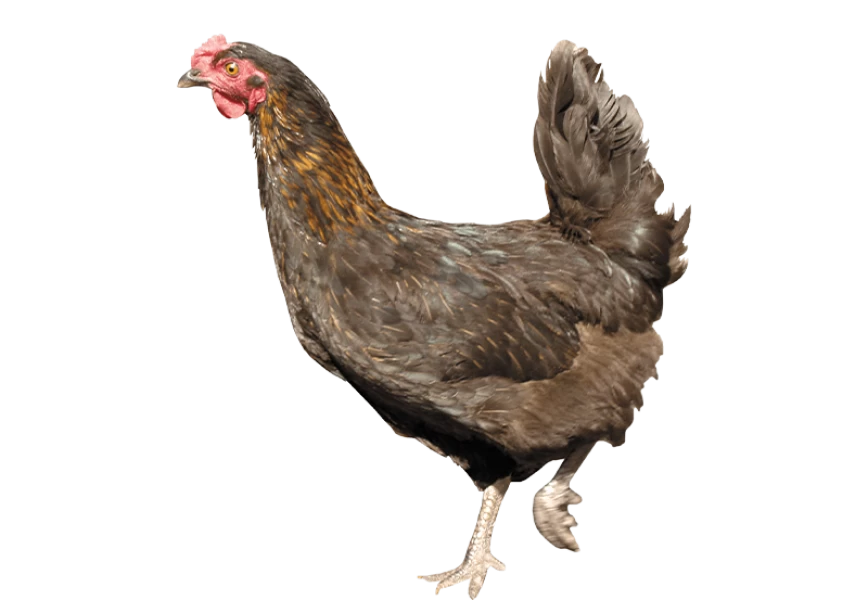 Free Premium PNG Running Chicken