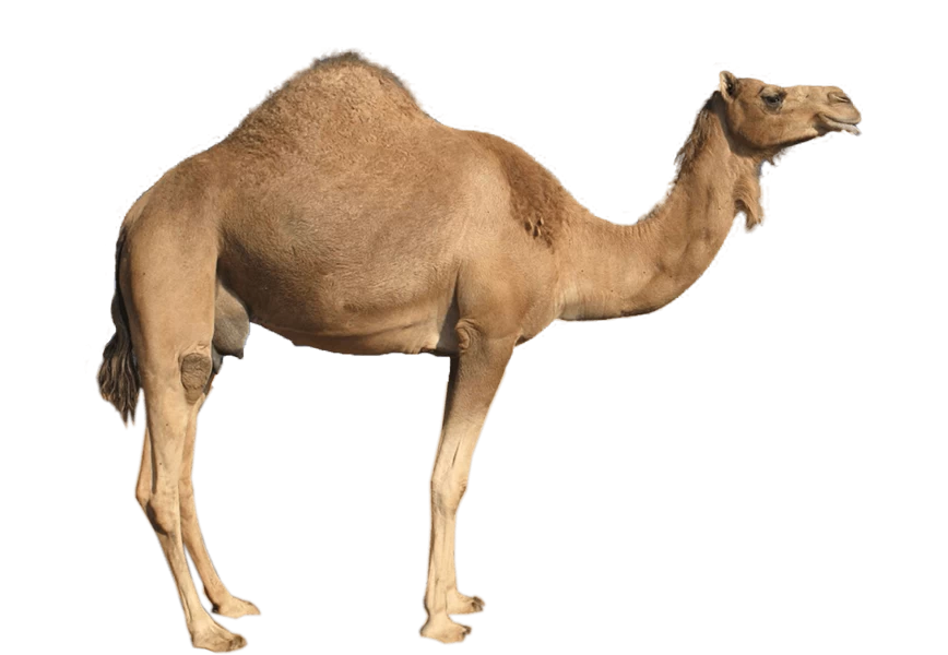 Free Premium PNG Saudi Arabia Camel Lookin To Side View