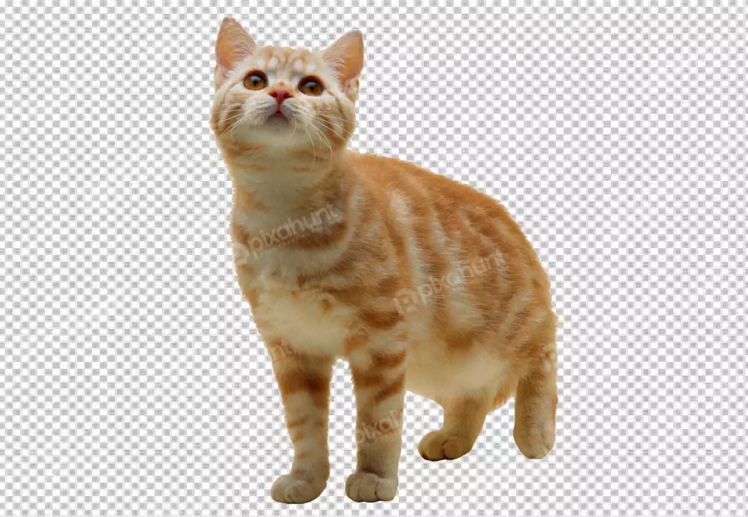 Free Premium PNG Short hair orange cat sitting up on transparency background