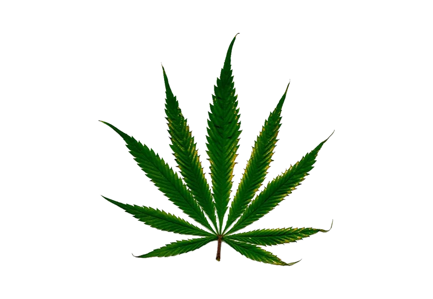 Free Premium PNG Single cannabis leaf in green color png