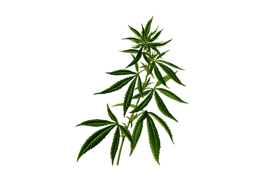 Free Premium PNG Single cannabis leaf in green color transparent