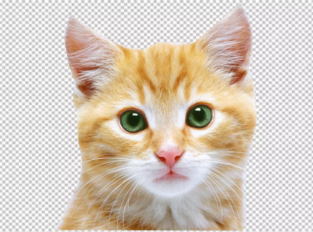 Free Premium PNG Studio portrait of tabby cat standing on back two legs with paws up against a transparent backdrop