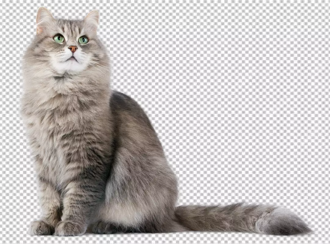 Free Premium PNG Tabby striped british cat isolated on transparent background