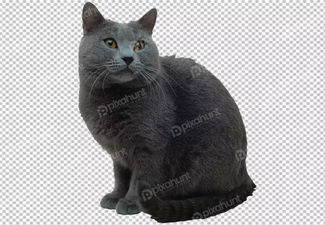 Free Premium PNG The black Bengal Cat on transparent background 