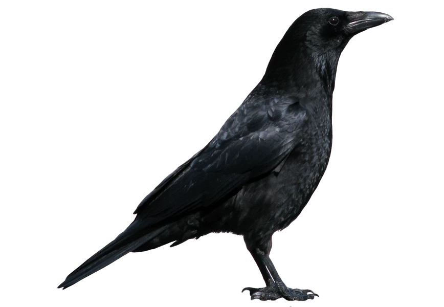 Free Premium PNG The crow is in a position of警戒, and it is looking out for danger
