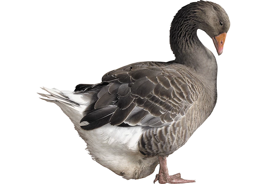Free Premium PNG The egg is in the duck's stomach and it is standing and drowsing | Domestic adult goose bird on an isolated 