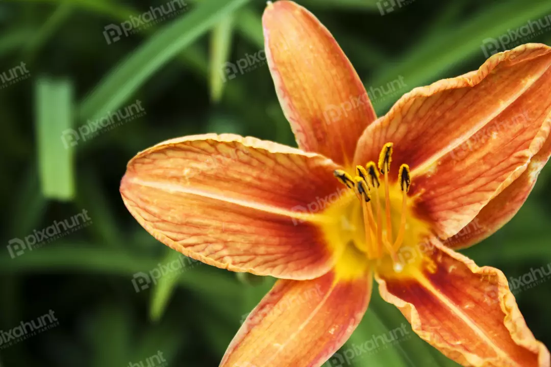 Free Premium Stock Photos The lily flower is orange in color