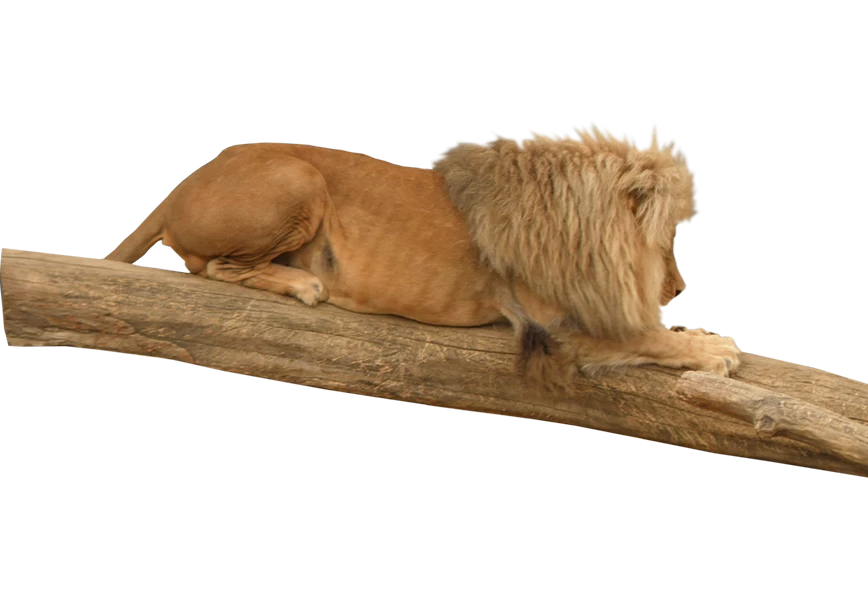 Free Premium PNG The lion is sleeping on top of the tree