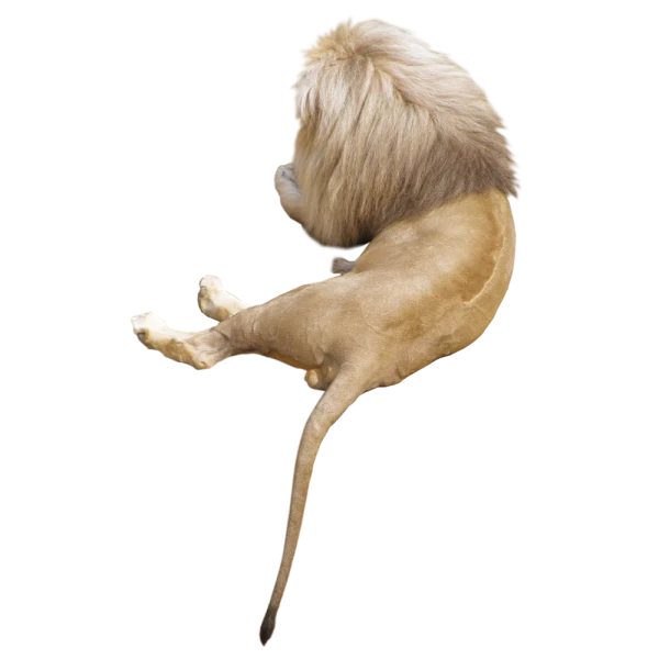 Free Premium PNG The lion is sleeping upside down by its tail