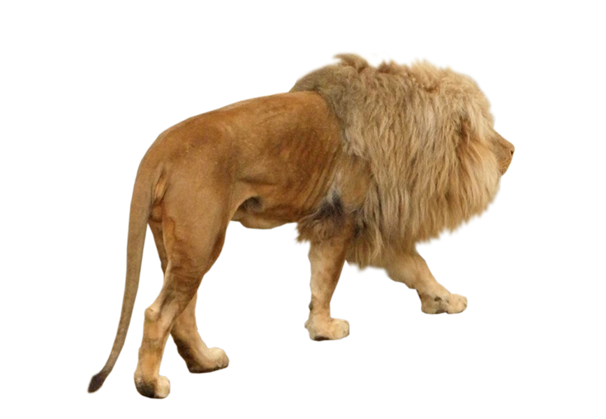 Free Premium PNG The lion is walking away on it's own