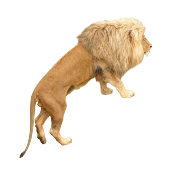 Free Premium PNG The lion jumped to acknowledge | Male adult lion, Panthera leo, leaping mouth open