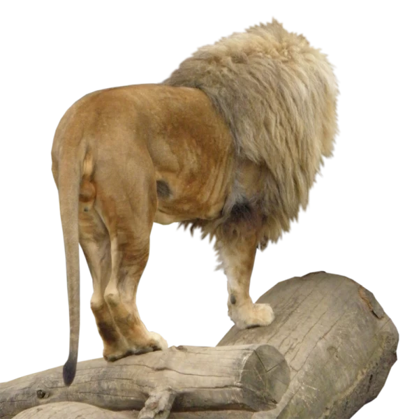 Free Premium PNG The lion stands on top of a dead tree and roars