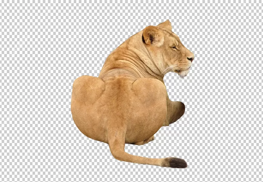Free Premium PNG The lioness is sitting on her haunches with her back to the camera