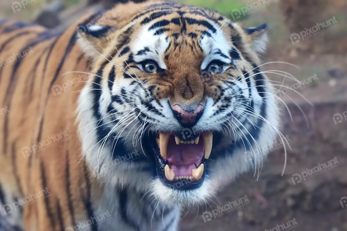 Free Premium Stock Photos The tiger roared | Bangladeshi tiger roared In jungle | Closeup shot of a siberian tiger in the zoo