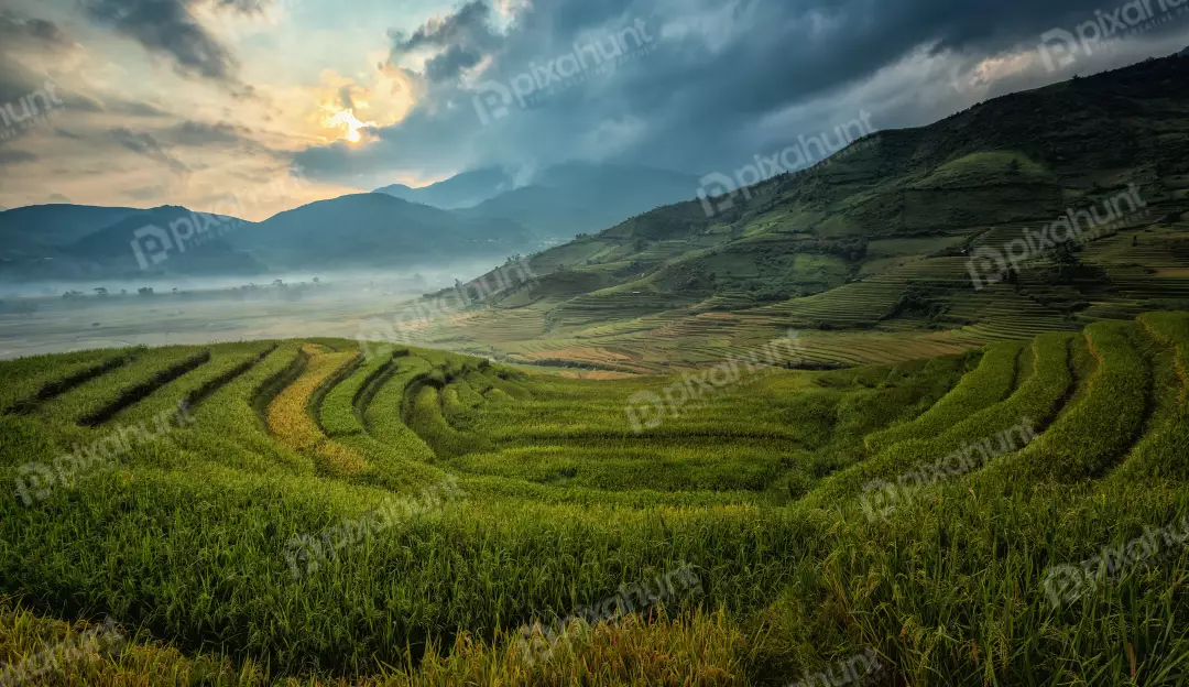 Free Premium Stock Photos The valley is filled with terraced rice fields and a common sight in Vietnam also rice fields are irrigated by a complex system of canals and ditches