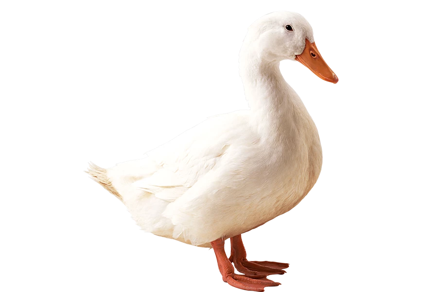 Free Premium PNG The white duck looks very beautiful | White domestic goose isolated